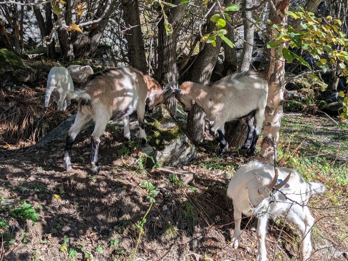 White mountain goats grazing along the wooded valley road in Flåm